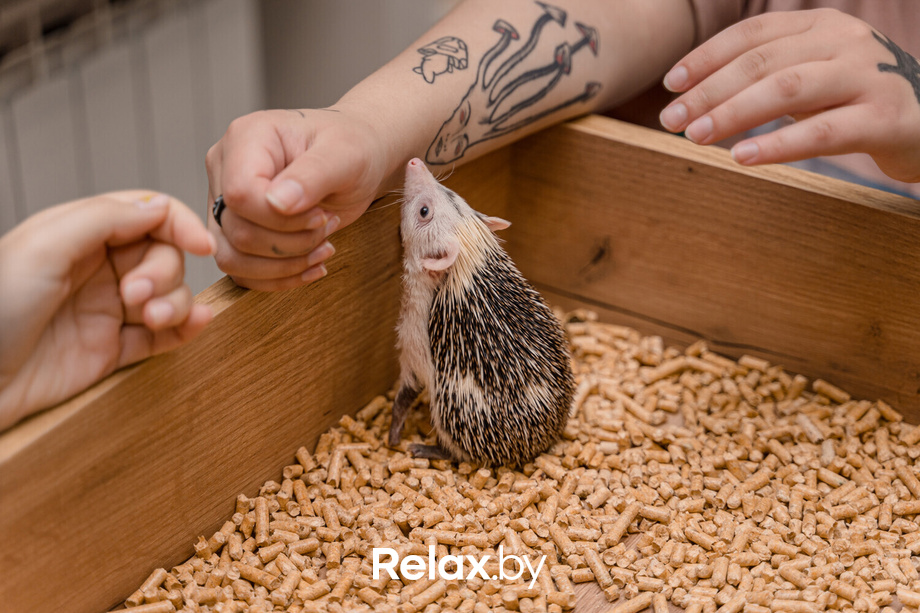 Открытие антикафе «Ёж кафе», фото № 62