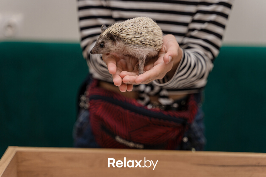 Открытие антикафе «Ёж кафе», фото № 27