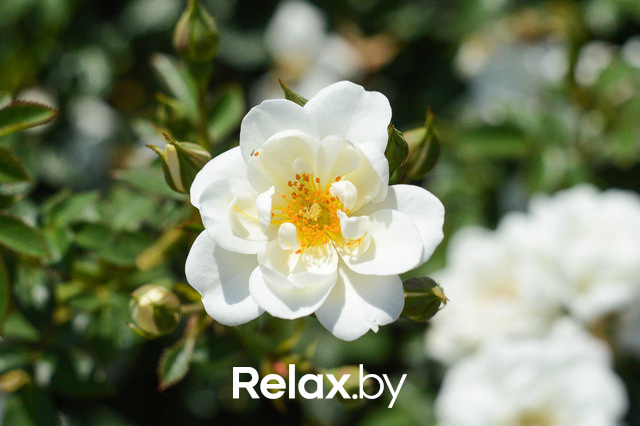 Фестиваль роз, фото № 16