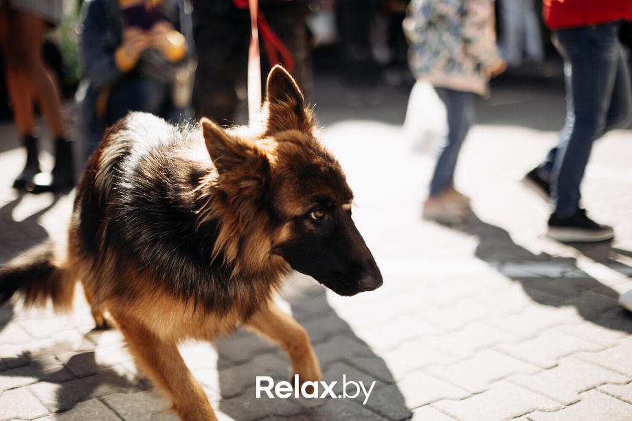 Акция Пушистого Добра, фото № 23