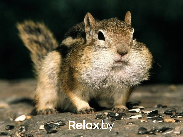 Смысл жизни бурундуков, фото № 8