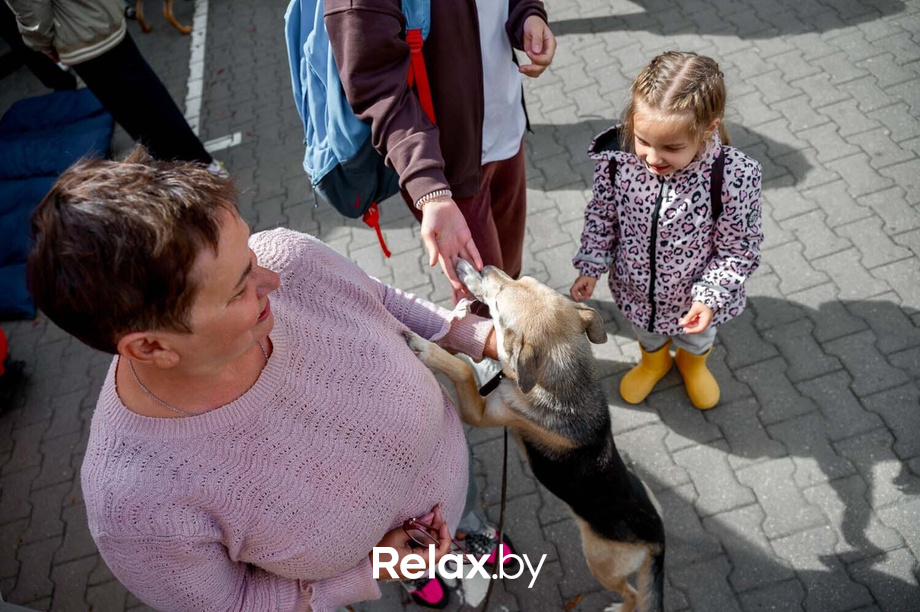 Акция пушистого добра, фото № 46