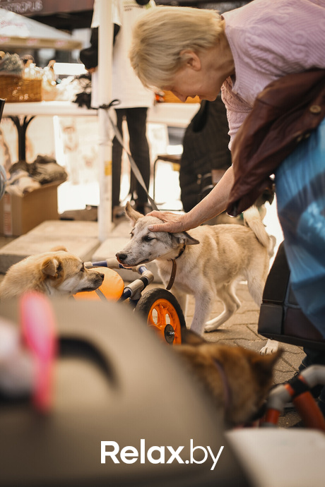 Акция Пушистого Добра, фото № 140