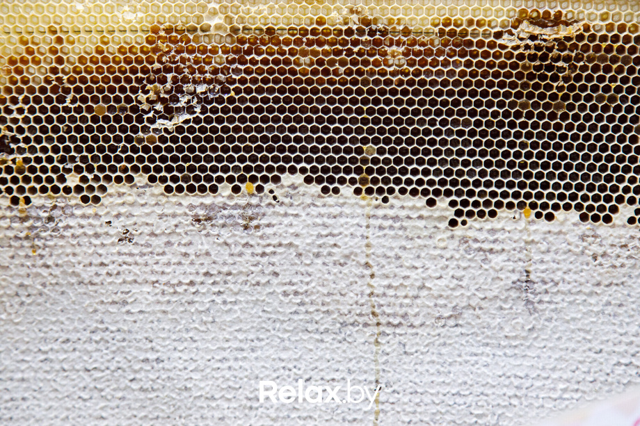 Ярмарка «Мир мёда и здоровья», фото № 128