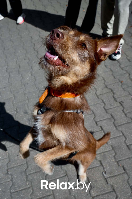 Акция пушистого добра, фото № 28