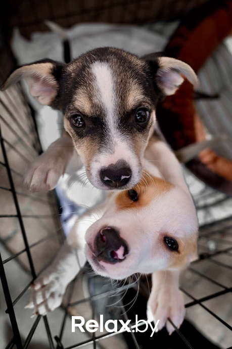 Акция пушистого добра, фото № 51