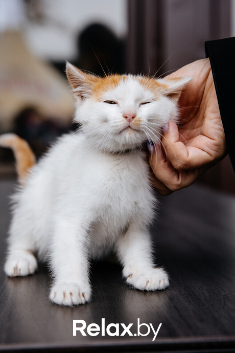 Благотворительная акция пушистого добра, фото № 144