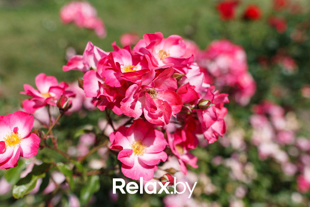 Фестиваль роз, фото № 8