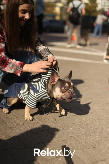 Акция Пушистого Добра, фото № 168