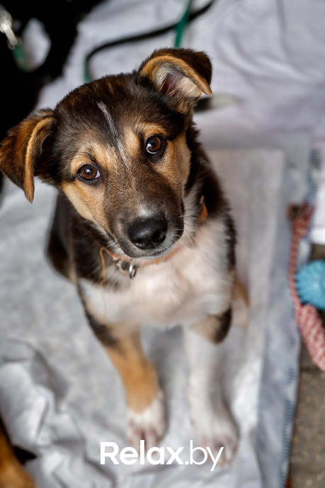 Акция пушистого добра, фото № 62