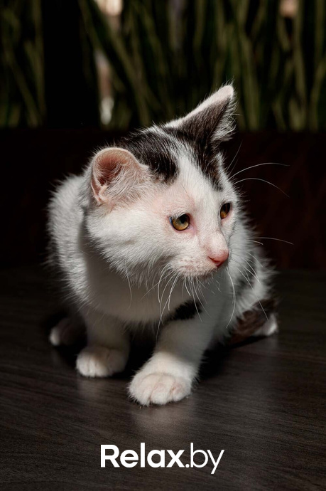 Акция пушистого добра, фото № 24