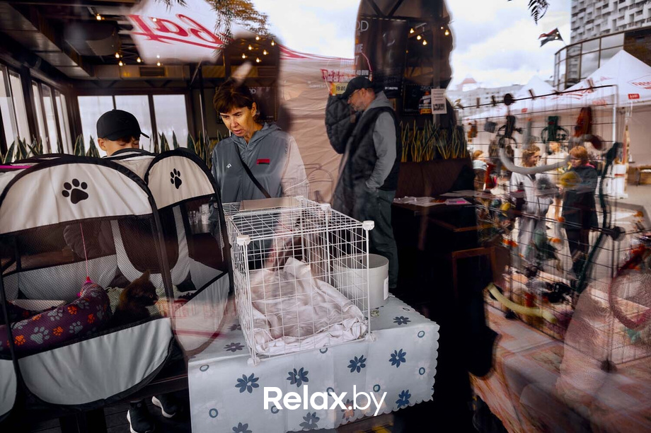 Акция пушистого добра, фото № 57