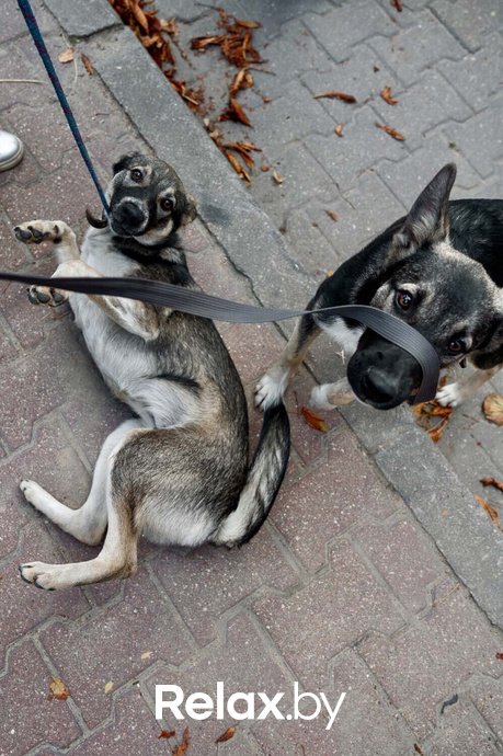 Акция пушистого добра, фото № 52