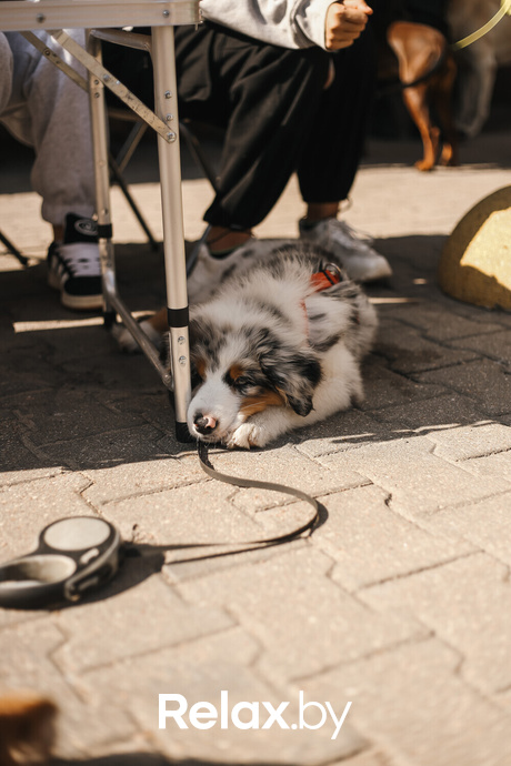 Акция Пушистого Добра, фото № 121