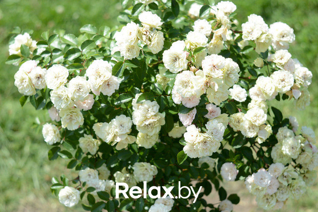 Фестиваль роз, фото № 7