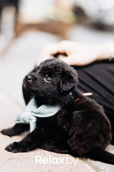 Акция Пушистого Добра, фото № 64