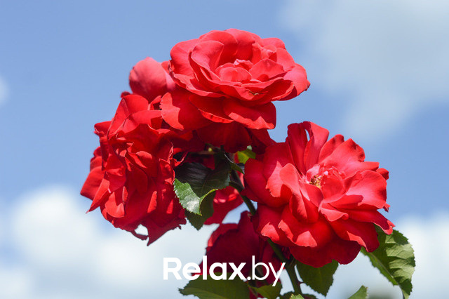 Фестиваль роз, фото № 82