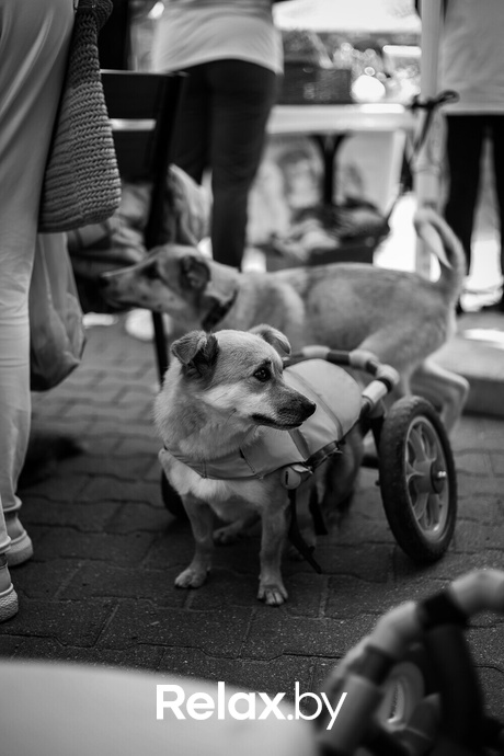 Акция Пушистого Добра, фото № 142