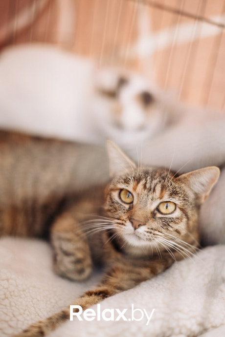 Акция Пушистого Добра, фото № 63