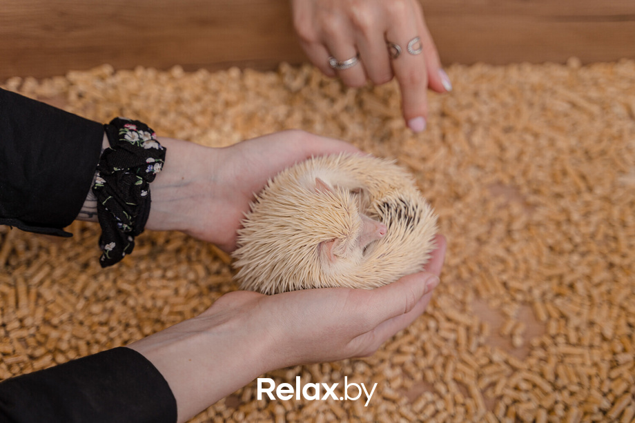 Открытие антикафе «Ёж кафе», фото № 29