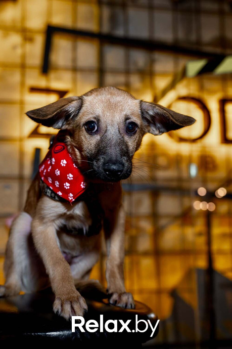 Акция пушистого добра, фото № 7