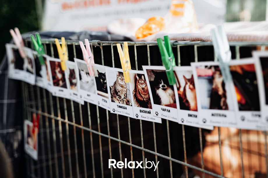 Акция Пушистого Добра, фото № 17