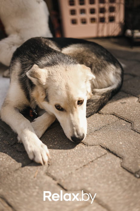 Акция Пушистого Добра, фото № 129