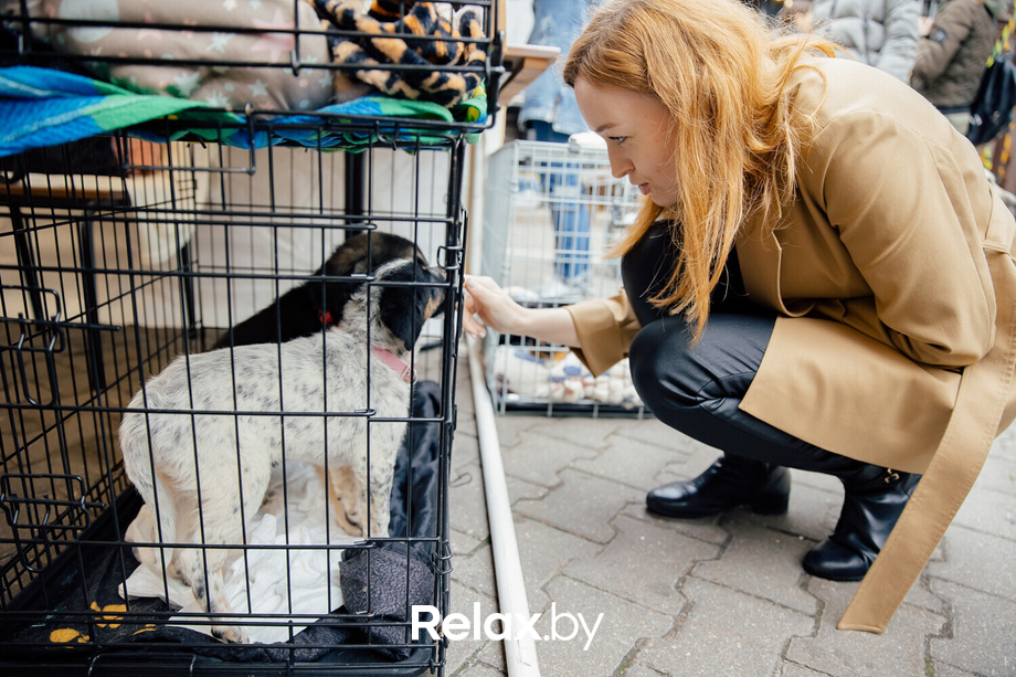 Благотворительная акция пушистого добра, фото № 16