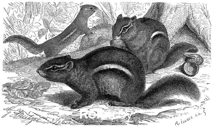 Смысл жизни бурундуков, фото № 1