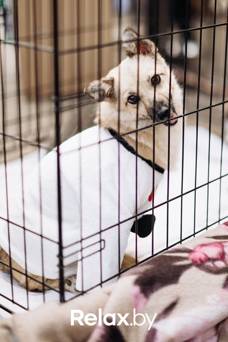 Акция Пушистого Добра, фото № 65