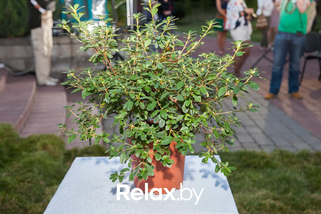 Благотворительный раут, фото № 96