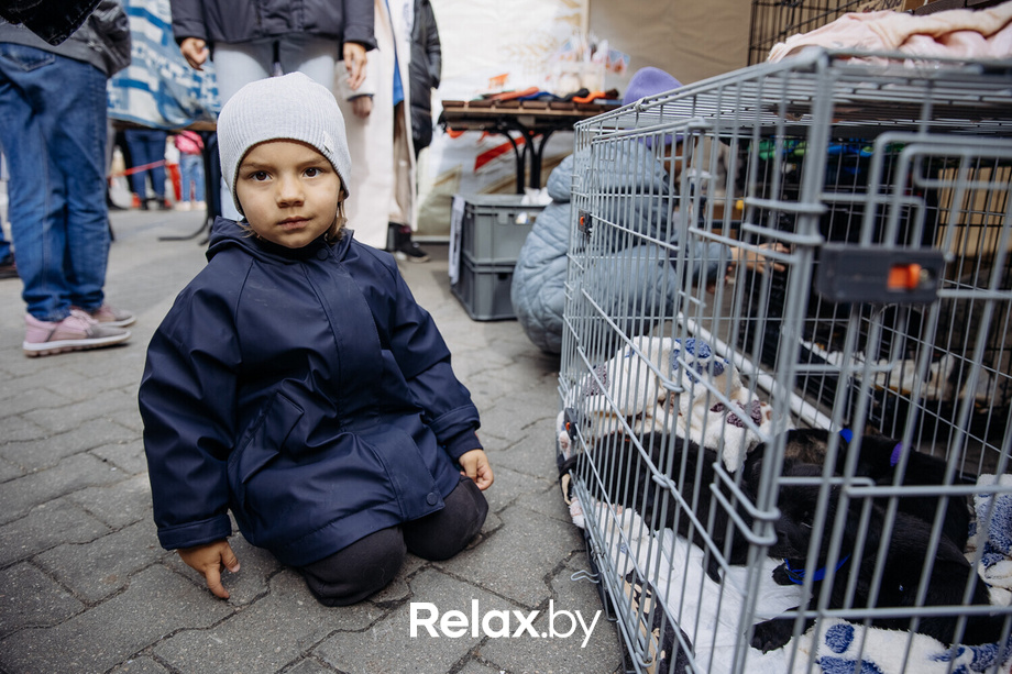 Благотворительная акция пушистого добра, фото № 49