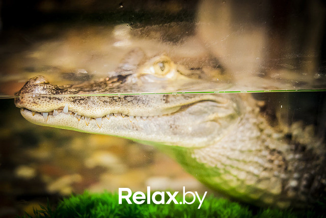 Арбузная суббота, фото № 72