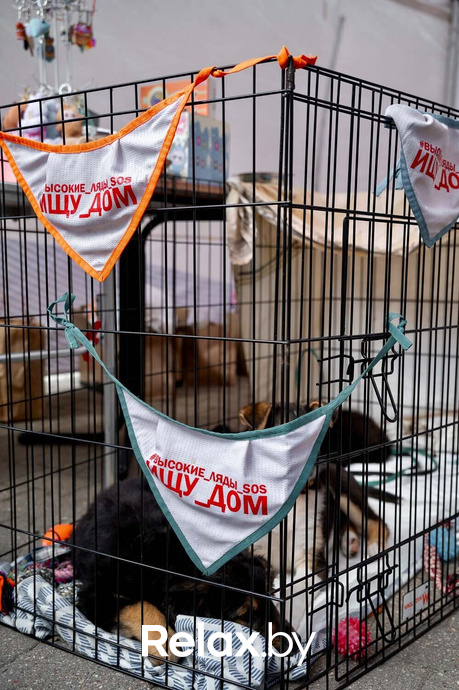 Акция пушистого добра, фото № 59