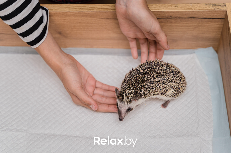 Открытие антикафе «Ёж кафе», фото № 40