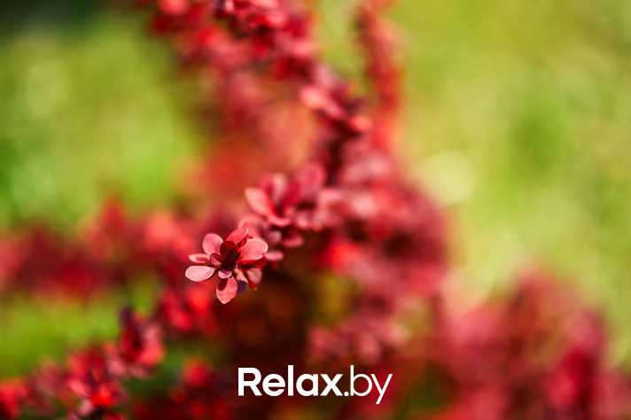 Воскресный бранч, фото № 4