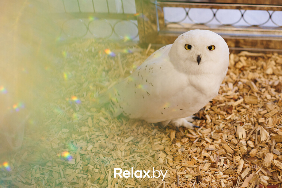 Открытие ресторана «1884 D'Europe», фото № 40