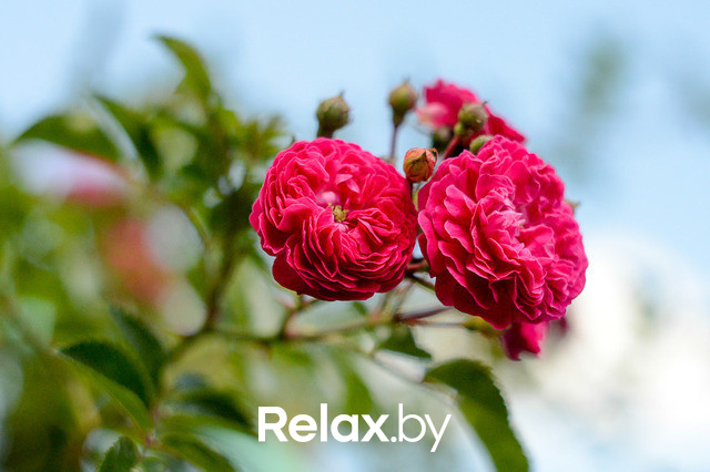 Фестиваль роз, фото № 32