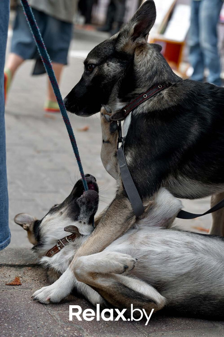 Акция пушистого добра, фото № 54