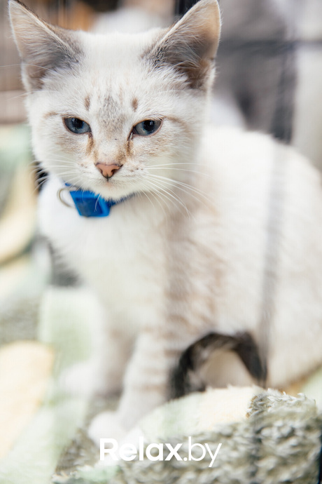 Благотворительная акция пушистого добра, фото № 7