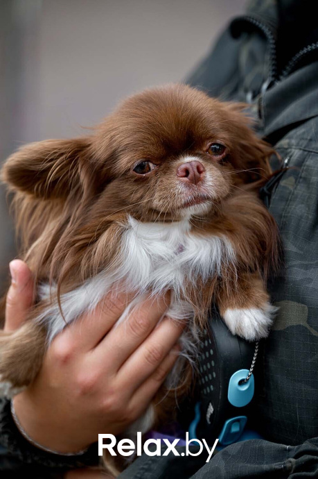 Акция пушистого добра, фото № 48