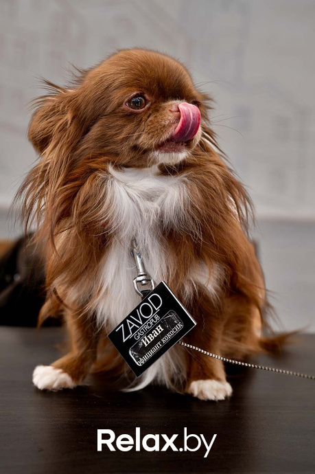 Акция пушистого добра, фото № 34