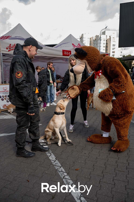 Акция пушистого добра, фото № 74