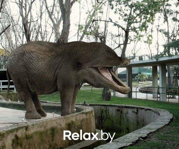 Photo of animals, фото № 3