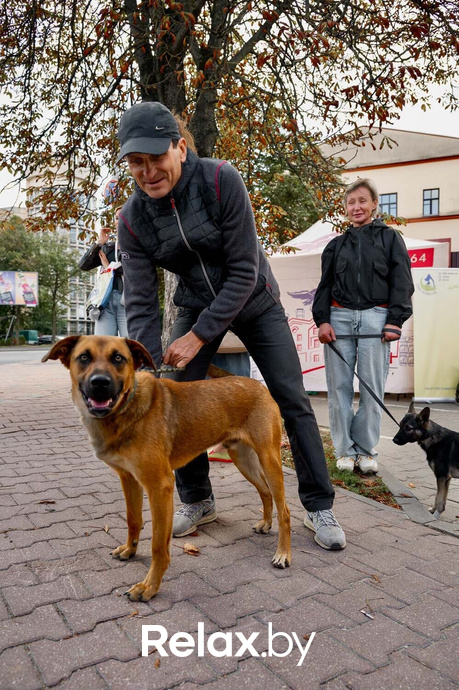 Акция пушистого добра, фото № 55