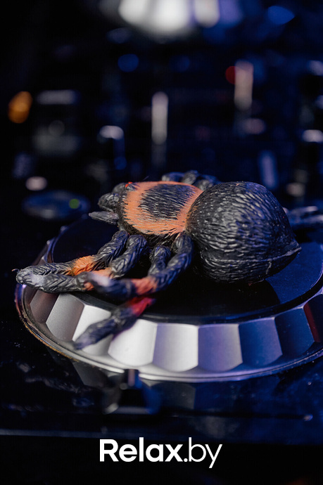 Monkey Brothers, фото № 69