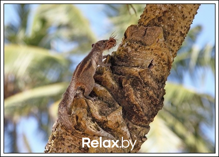 Смысл жизни бурундуков, фото № 6