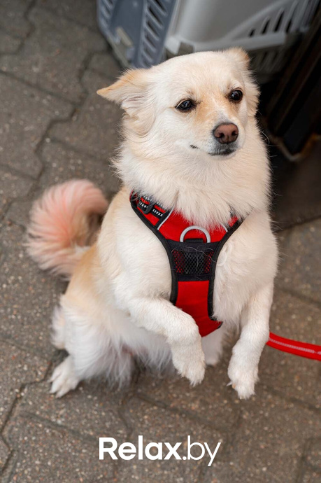 Акция пушистого добра, фото № 44