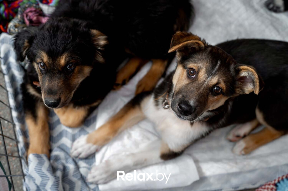 Акция пушистого добра, фото № 60