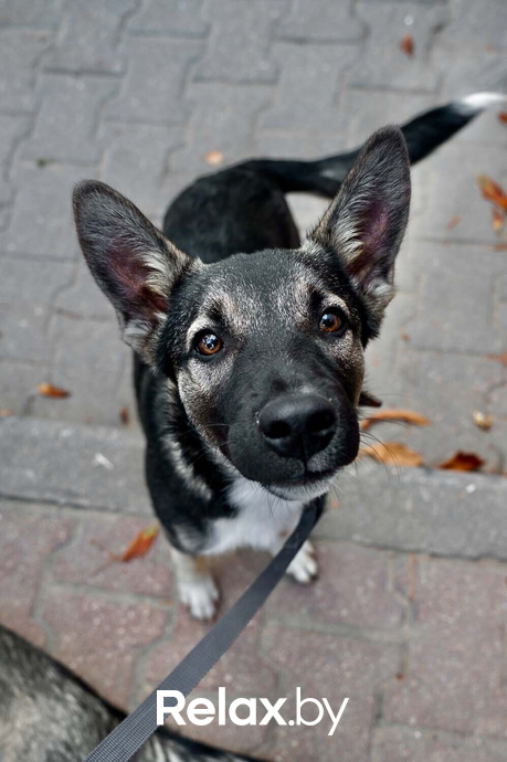 Акция пушистого добра, фото № 53